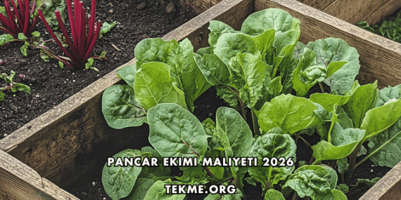 Pancar Ekimi Maliyeti 2026