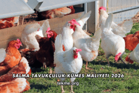 Salma Tavukçuluk Kümes Maliyeti 2026