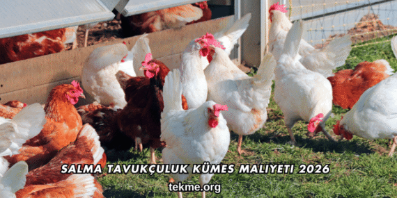 Salma Tavukçuluk Kümes Maliyeti 2026