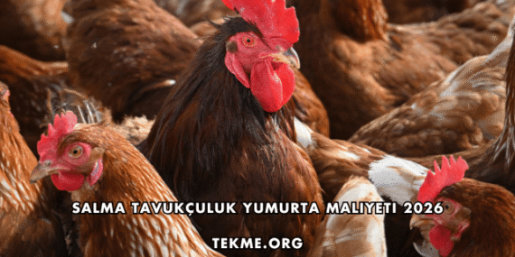 Salma Tavukçuluk Yumurta Maliyeti 2026