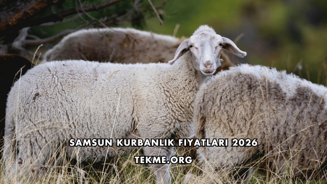 Samsun Kurbanlık Fiyatları 2026