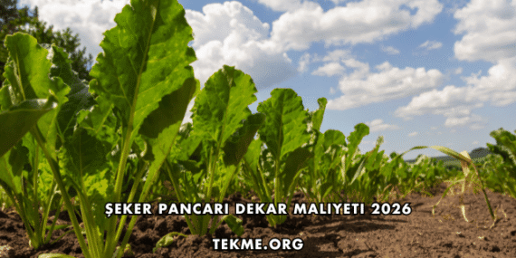 Şeker Pancarı Dekar Maliyeti 2026
