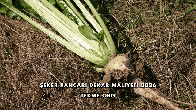 Şeker Pancarı Dekar Maliyeti 2026