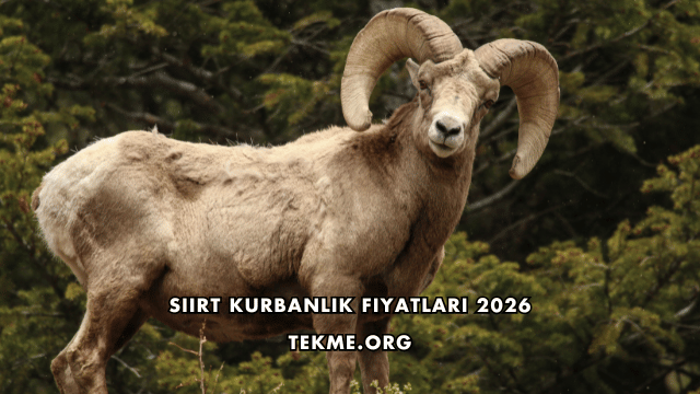 Siirt Kurbanlık Fiyatları 2026