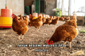Tavuk Besleme Maliyeti 2026