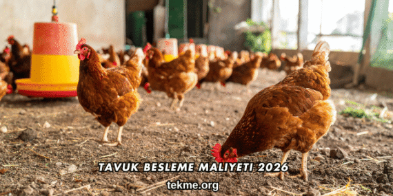 Tavuk Besleme Maliyeti 2026