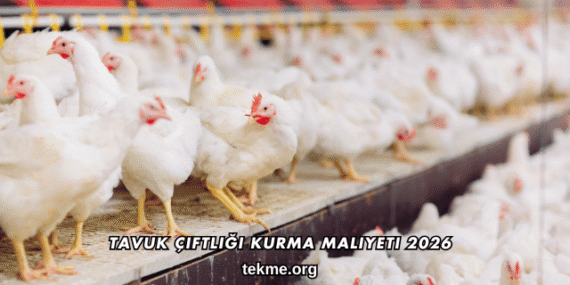Tavuk Çiftliği Kurma Maliyeti