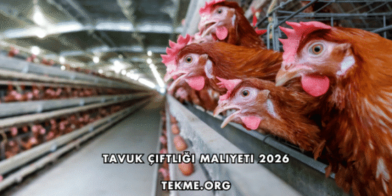 Tavuk Çiftliği Maliyeti 2026