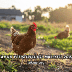 Tavuk Yetiştiriciliği Maliyeti 2026