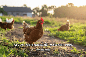 Tavuk Yetiştiriciliği Maliyeti 2026