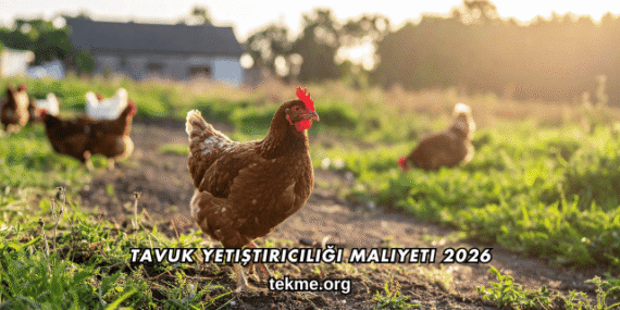 Tavuk Yetiştiriciliği Maliyeti 2026