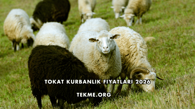 Tokat Kurbanlık Fiyatları 2026