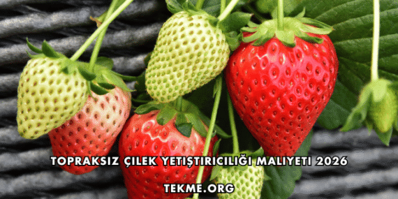 Topraksız Çilek Yetiştiriciliği Maliyeti 2026