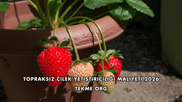 Topraksız Çilek Yetiştiriciliği Maliyeti 2026