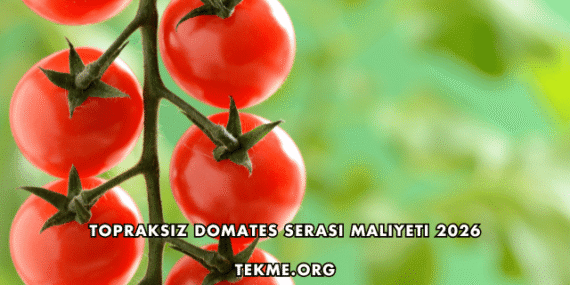Topraksız Domates Serası Maliyeti 2026