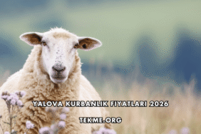 Yalova Kurbanlık Fiyatları 2026