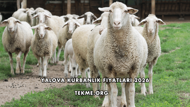 Yalova Kurbanlık Fiyatları 2026