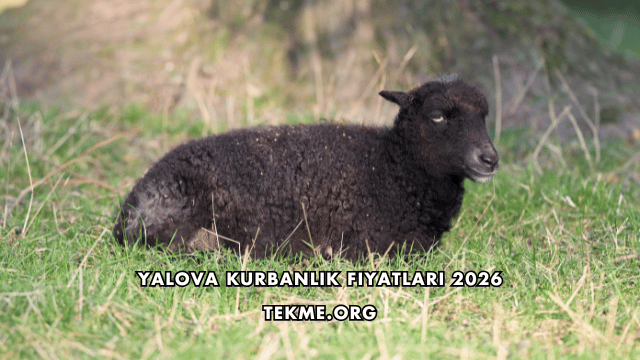 Yalova Kurbanlık Fiyatları 2026