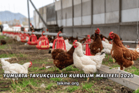 Yumurta Tavukçuluğu Kurulum Maliyeti 2026