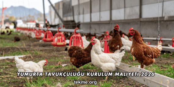 Yumurta Tavukçuluğu Kurulum Maliyeti 2026
