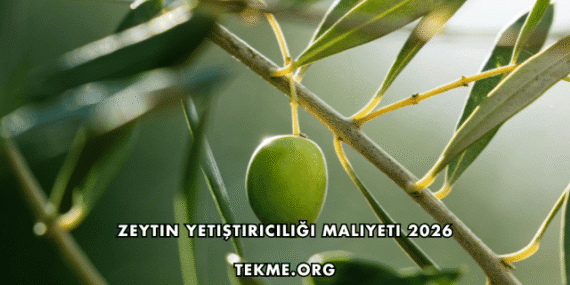 Zeytin Yetiştiriciliği Maliyeti 2026